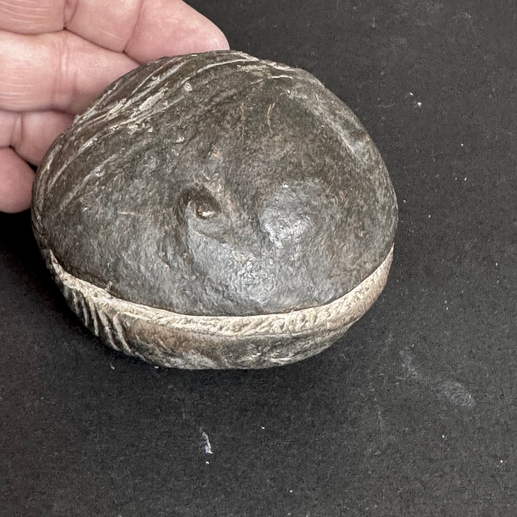 Rare trilobite, 21.3 cm, uncoiled. - Fossilised animal - Asaphellus cianus - 9.4 cm - 8.2 cm (No Reserve Price) #1.0