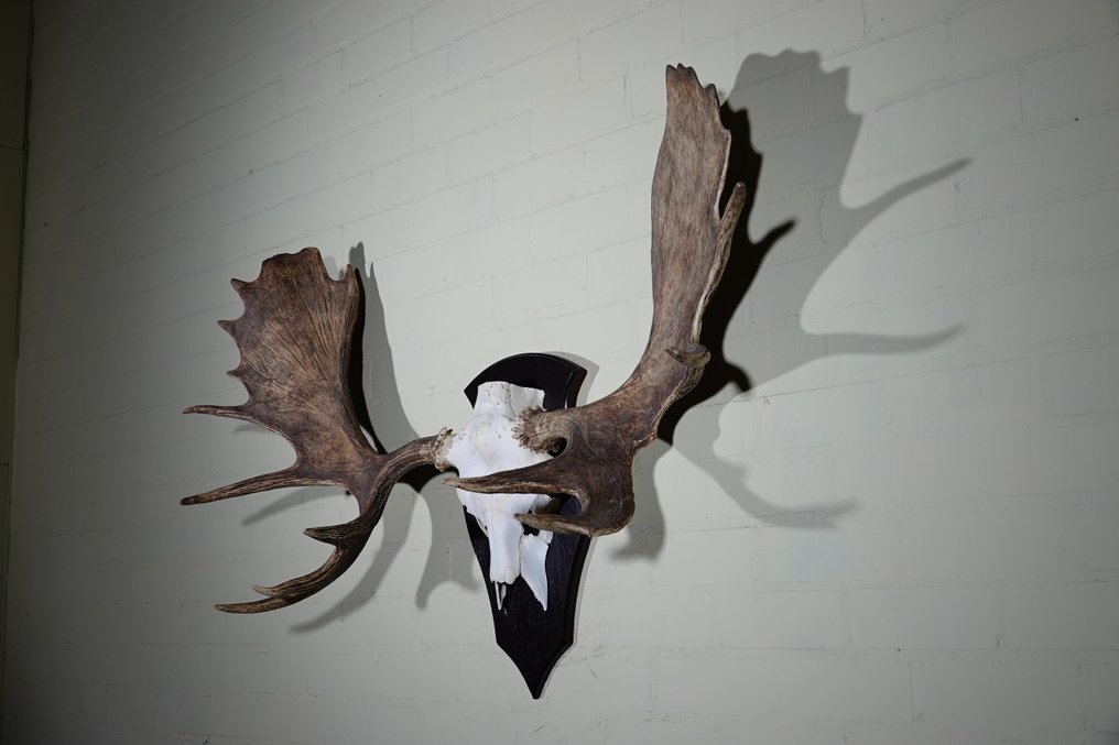 大型北方麋鹿/驼鹿 頭骨 - Alces alces - 41 cm - 100 cm - 133 cm- non-CITES species #2.1