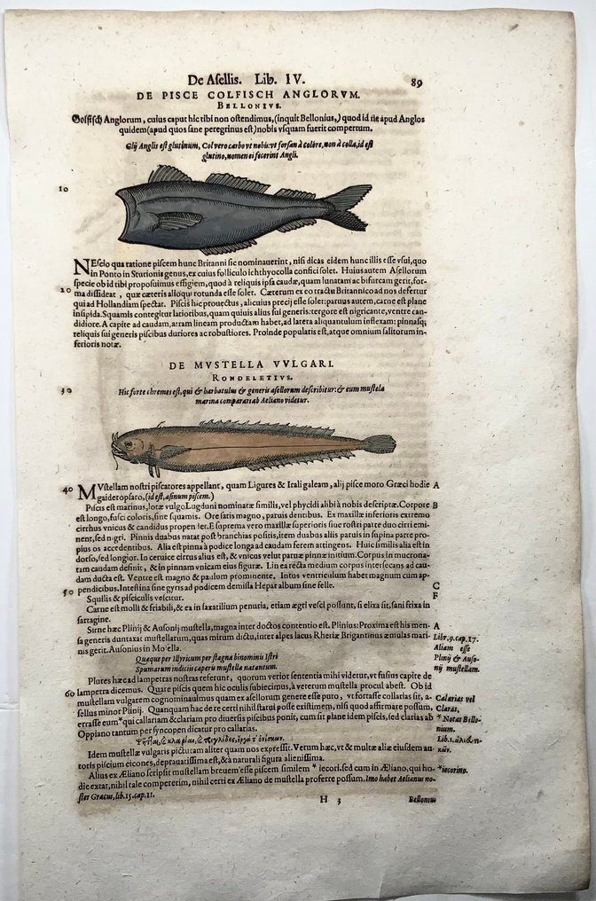 Conrad Gesner [Konrad Gessner] 1516-1565: Fishbuch: Bearded Rockling - Folio with 4 woodcuts - 1620 #3.2
