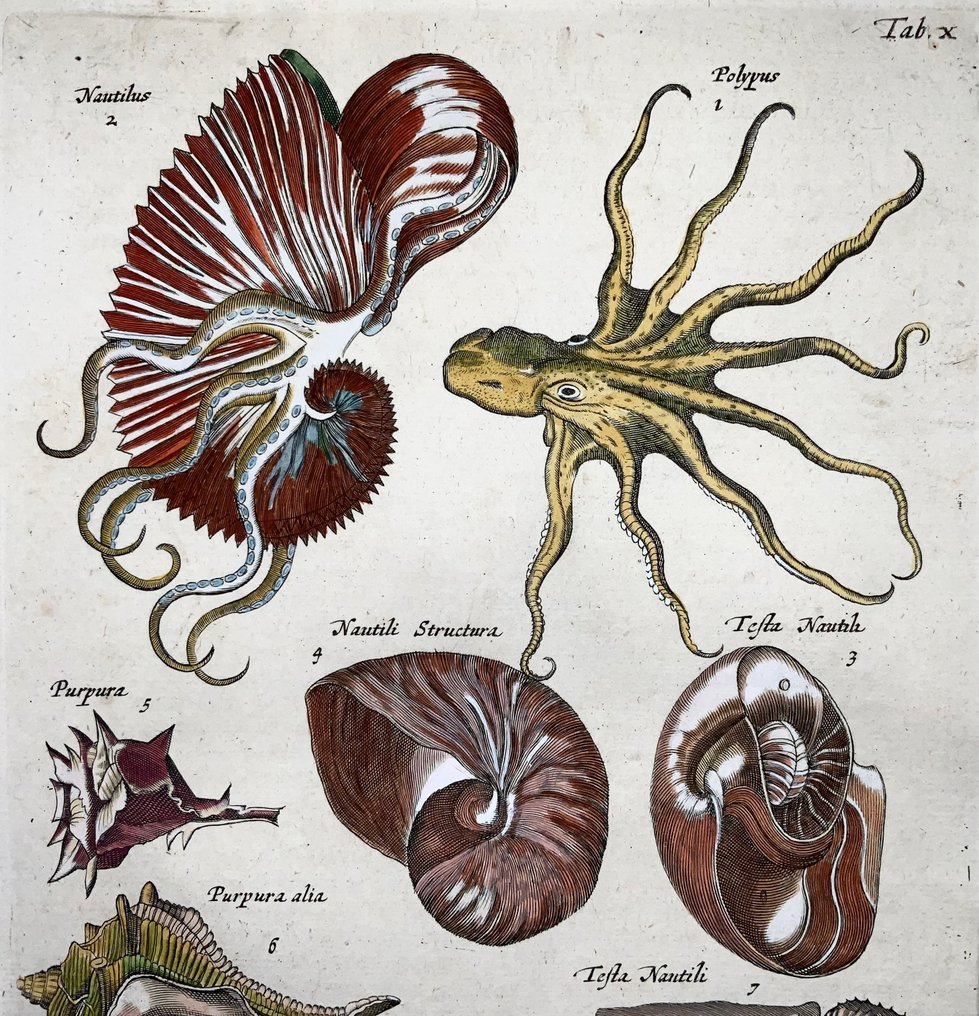 Matthäus Merian (b1593) Hand coloured folio, Marine Life: Nautilus, Octopus, Conch, Shells - 1657 #1.0