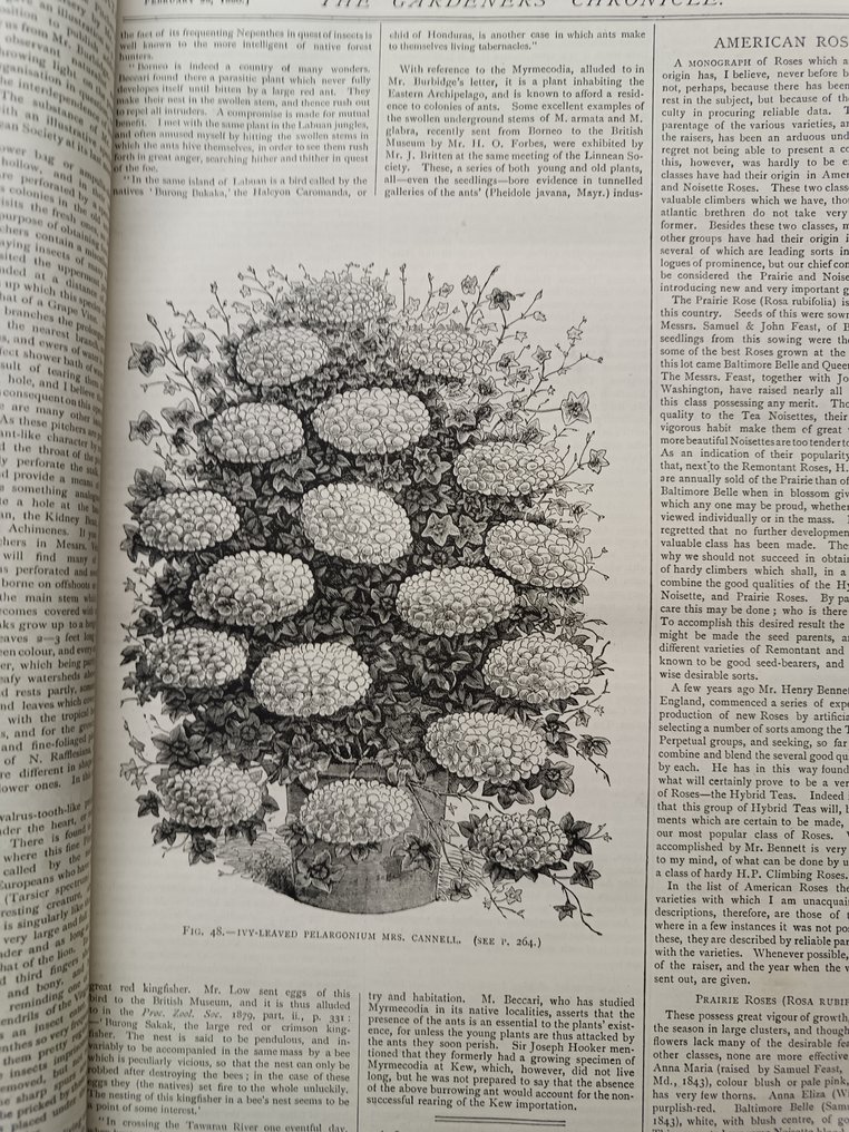 Anon - The Gardeners' chronicle: a weekly illustrated journal of horticulture and allied subjects for 1880 - 1880 #4.3