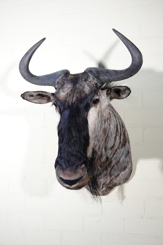 Gnu blu Teschio - Connochaetes taurinus - 65 cm - 75 cm - 56 cm- non-CITES species - (1) #3.2