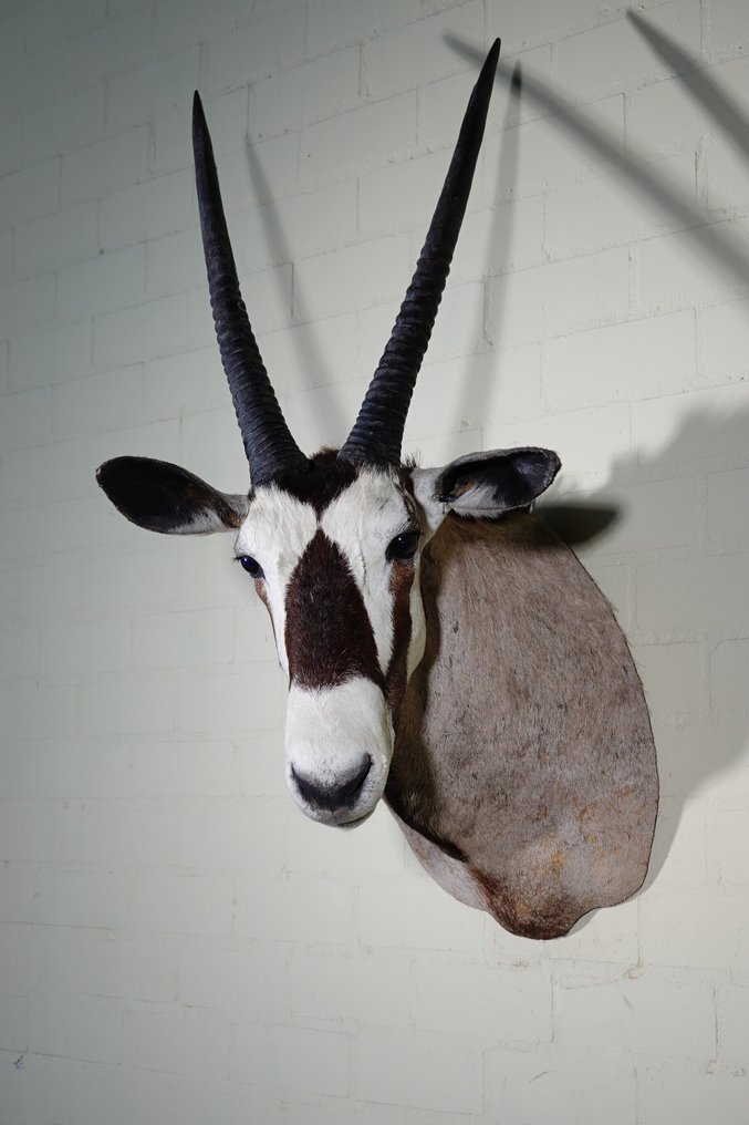Gemsbok géant Crâne - Oryx gazella - 58 cm - 110 cm - 70 cm- non-CITES species #1.0