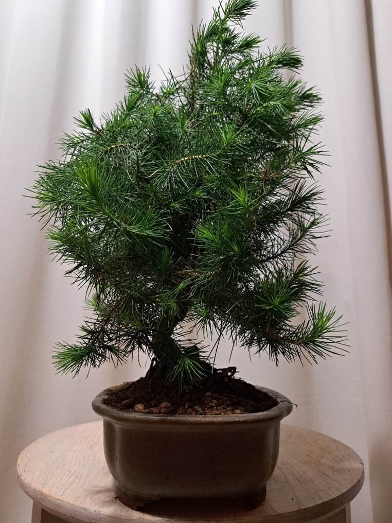 Pine bonsai (Pinus) - Height (Tree): 33 cm - Depth (Tree): 25 cm - Netherlands #4.3