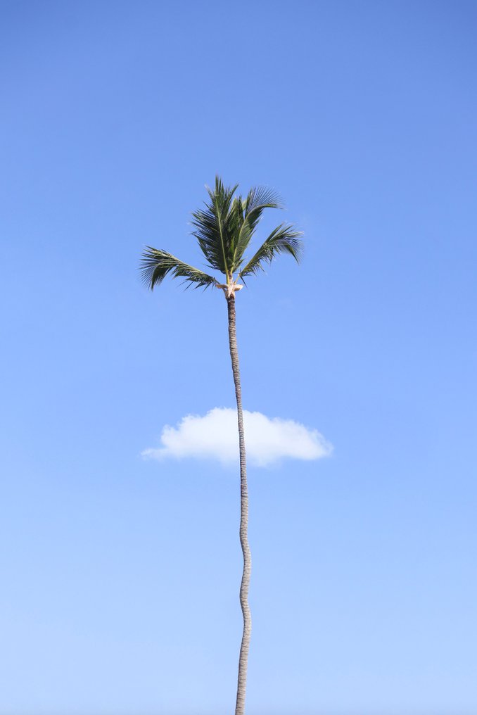 Marcus Cederberg - Lonely palm #1.0