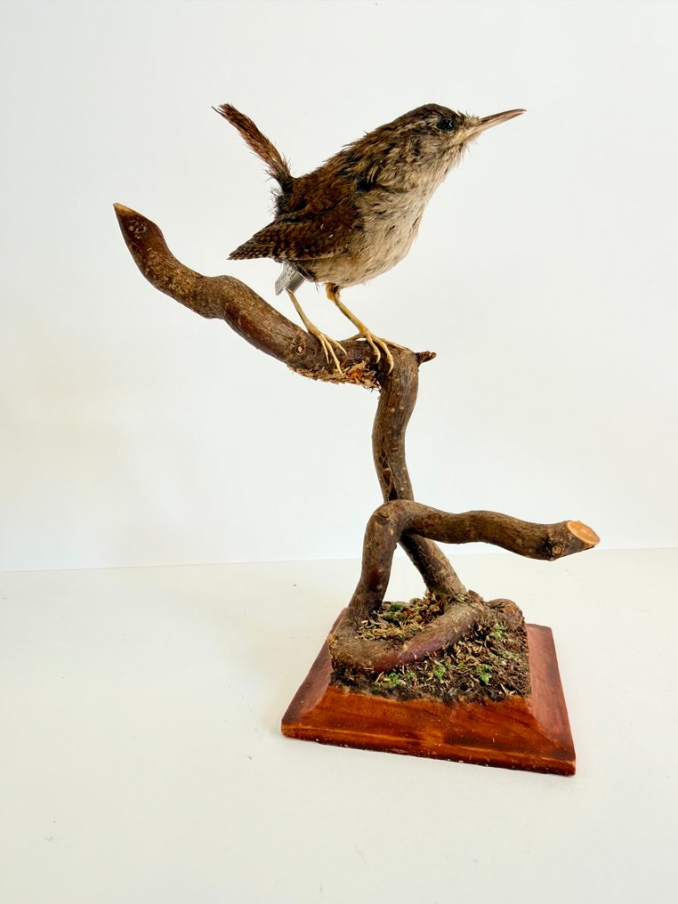 Χειμερινή Σταχτοπούτα Βάση ταρίχευσης ολόκληρου σώματος - Troglodytes troglodytes - 16 cm - 14 cm - 7.5 cm #3.2