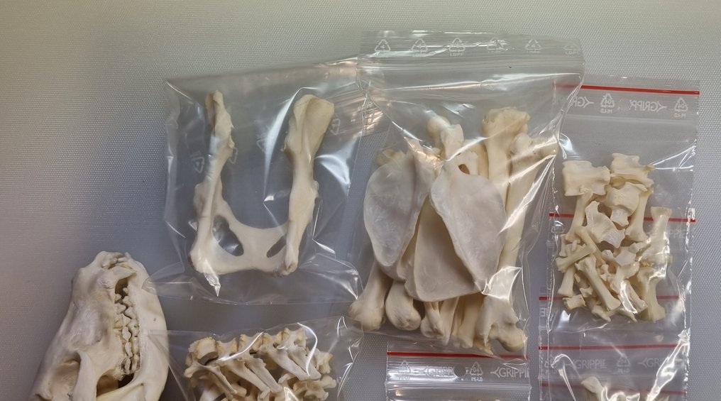 Coati Skeleton - Nasua nasua - 30 cm - 15 cm - 10 cm- CITES Appendix III - Annex C in the EU -  (1) #2.1