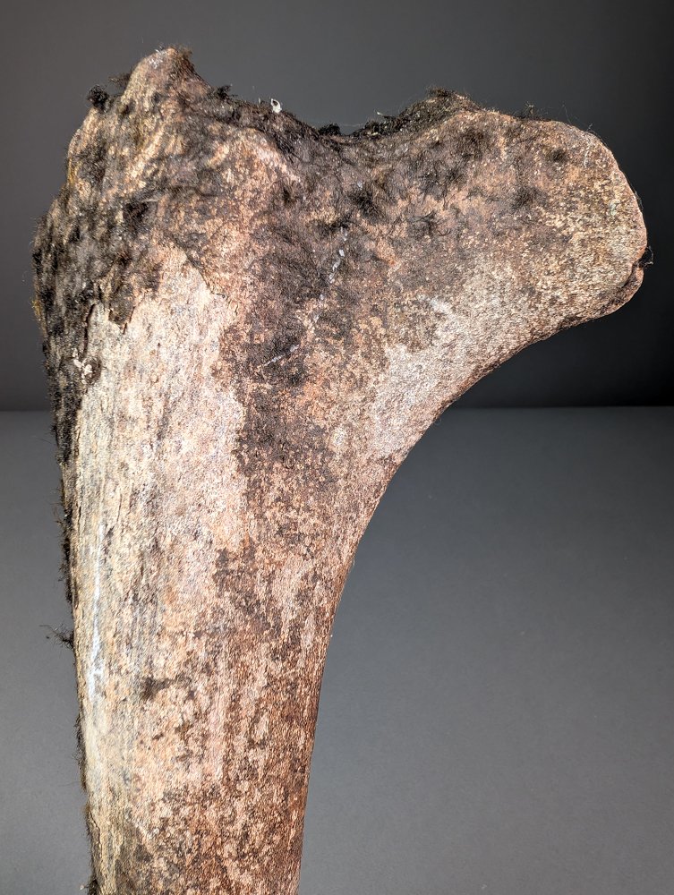 Μέγαλοκερο μέρος κέρατα. - Απολιθωμένο οστό - Megaloceros giganteus - 34.5 cm - 15.4 cm #2.1