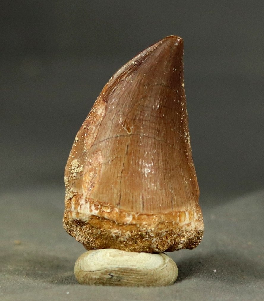 Fine mosasaur tooth - Fossil tooth - Mosasaurus beaugei - 4.5 cm  (No Reserve Price) #2.1