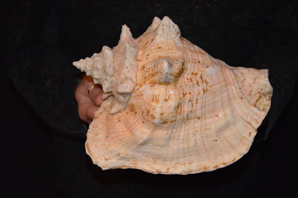 Caracol marinho Concha do mar - S-13 STROMBUS GIGAS (Sem preço de reserva) #1.0