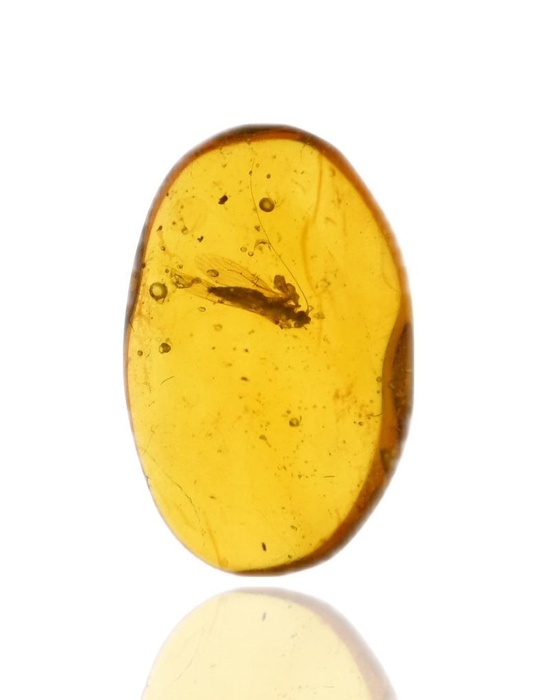 Burmesisk bärnsten - Fossil cabochon - with Detailed Psocoptera (Booklice) fossil insect inclusion (Utan reservationspris) #2.1