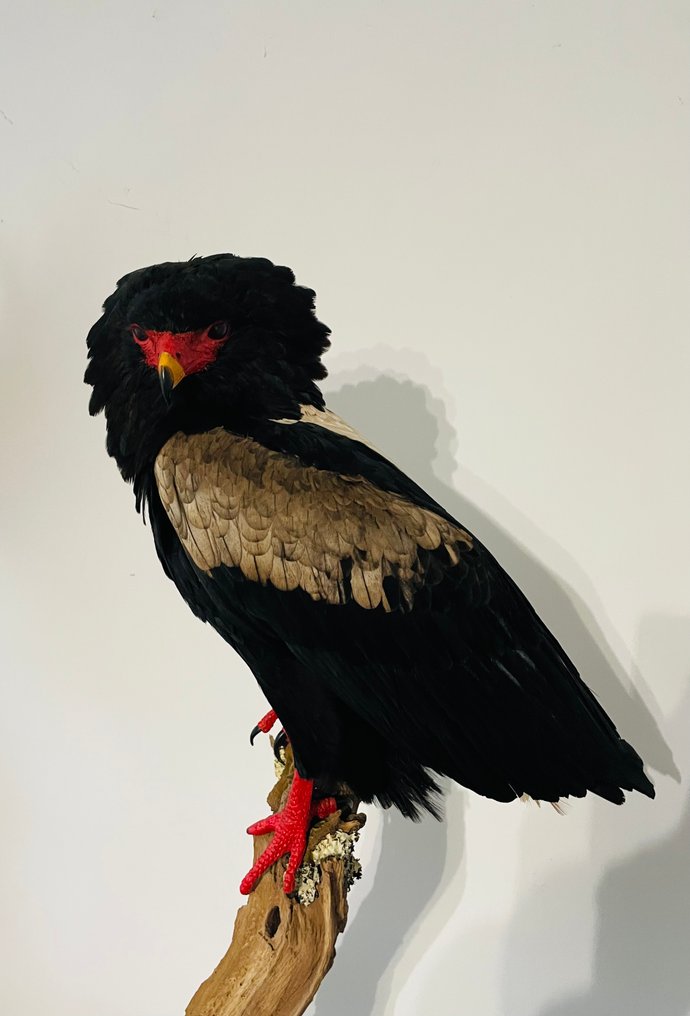 Aquila Allestimento tassidermico a corpo intero - Terathopius Ecaudatus - 1 m - 50 cm - 30 cm - CITES Appendica II - Allegato B nell'UE - 1 #1.0