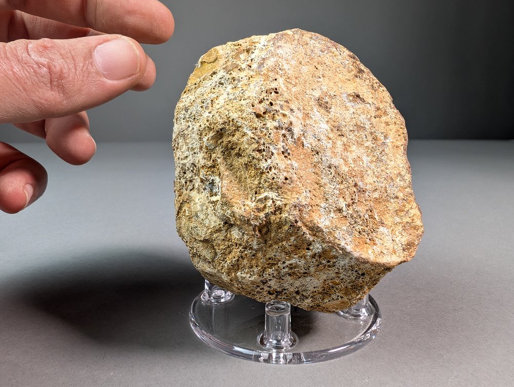 Plesiosaur vertebra - Fossil fragment - 9 cm - 6.9 cm  (No Reserve Price) #2.1