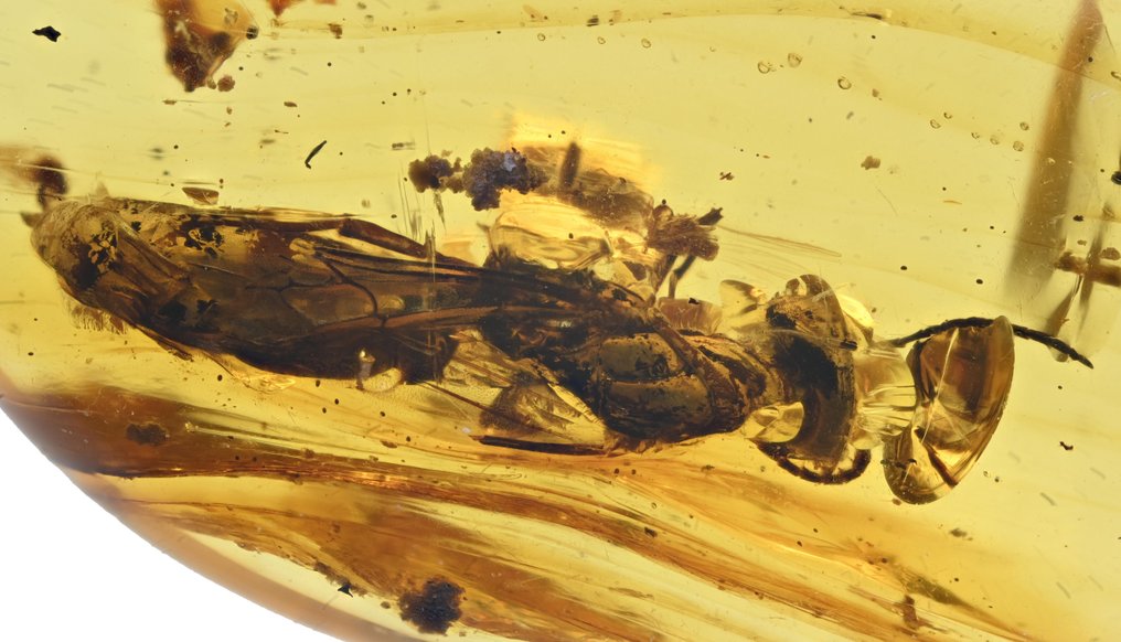 Κεχριμπάρι Βιρμανίας - Απολιθωμένο cabochon - with Large Detailed Hymenoptera (Wasp) fossil insect inclusion (χωρίς τιμή ασφαλείας) #1.0