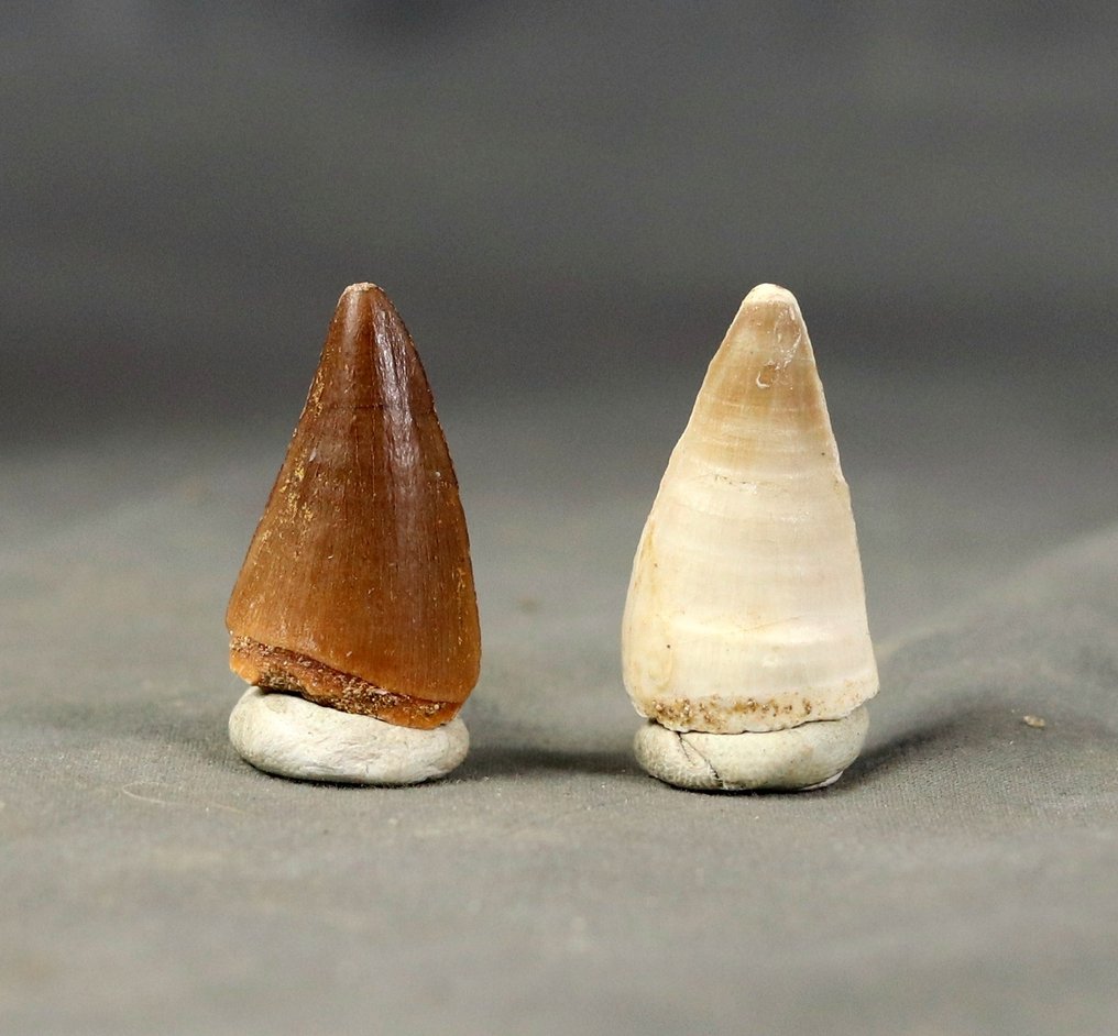 Denti di Mosasauro di grandi dimensioni - 2 specie - Dente fossile - Halisaurus  & Prognatodon anceps  (Senza Prezzo di Riserva) #2.1