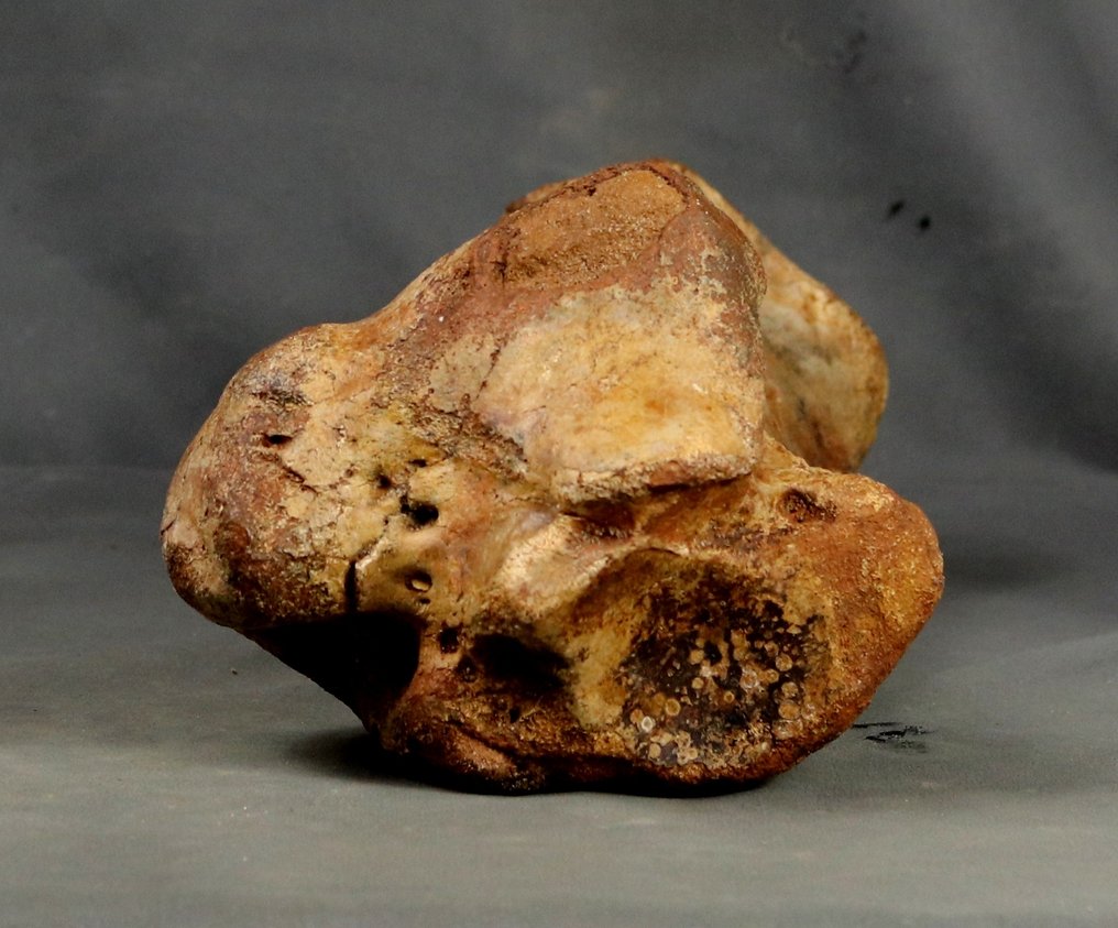 Enorme osso della gamba di un rinoceronte lanoso - Animale fossilizzato - Coelodonta antiquitatis - 37 cm #4.3