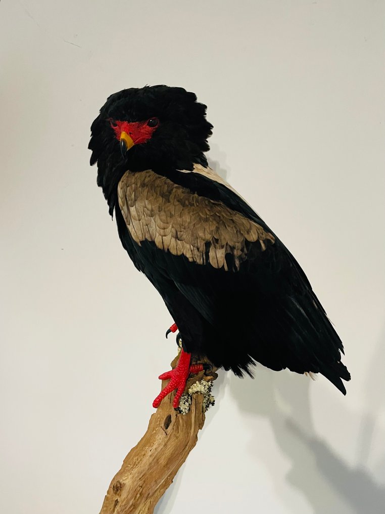 Aquila Allestimento tassidermico a corpo intero - Terathopius Ecaudatus - 1 m - 50 cm - 30 cm - CITES Appendica II - Allegato B nell'UE - 1 #2.1