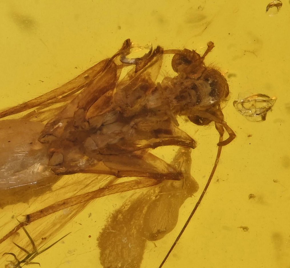 Burmesisk bärnsten - Fossil cabochon - with Detailed Psocoptera (Booklice) fossil insect inclusion (Utan reservationspris) #1.0