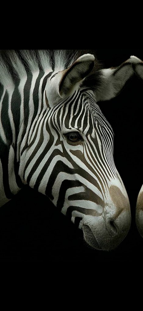 Eric Lespinasse - #11 - Minimalist Fauna #4.3