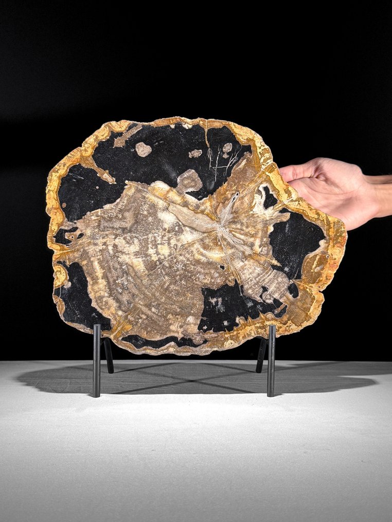 Felie mare de lemn pietrificat uluitoare pe un suport custom - Lemn fosilizat (Fără preț de rezervă) #1.0