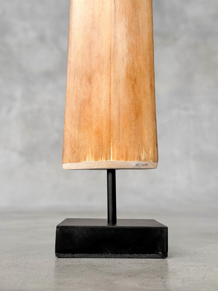 Χωρίς ελάχιστη τιμή - Κέρατο ξιφία τοποθετημένο σε ειδική βάση. Ρύγχος σε βάση - Xiphias Gladius - 73 cm - 7 cm - 7 cm- Είδη που δεν ανήκουν στο CITES -  (1) #4.3