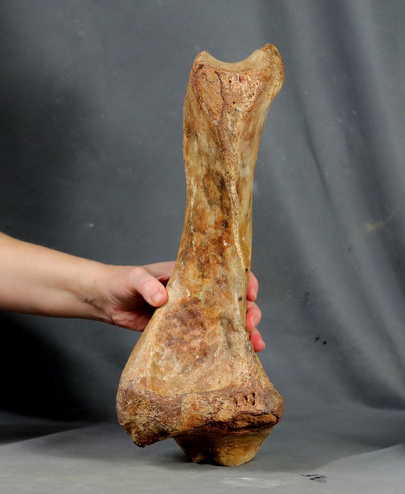 Enorme osso della gamba di un rinoceronte lanoso - Animale fossilizzato - Coelodonta antiquitatis - 37 cm #2.1