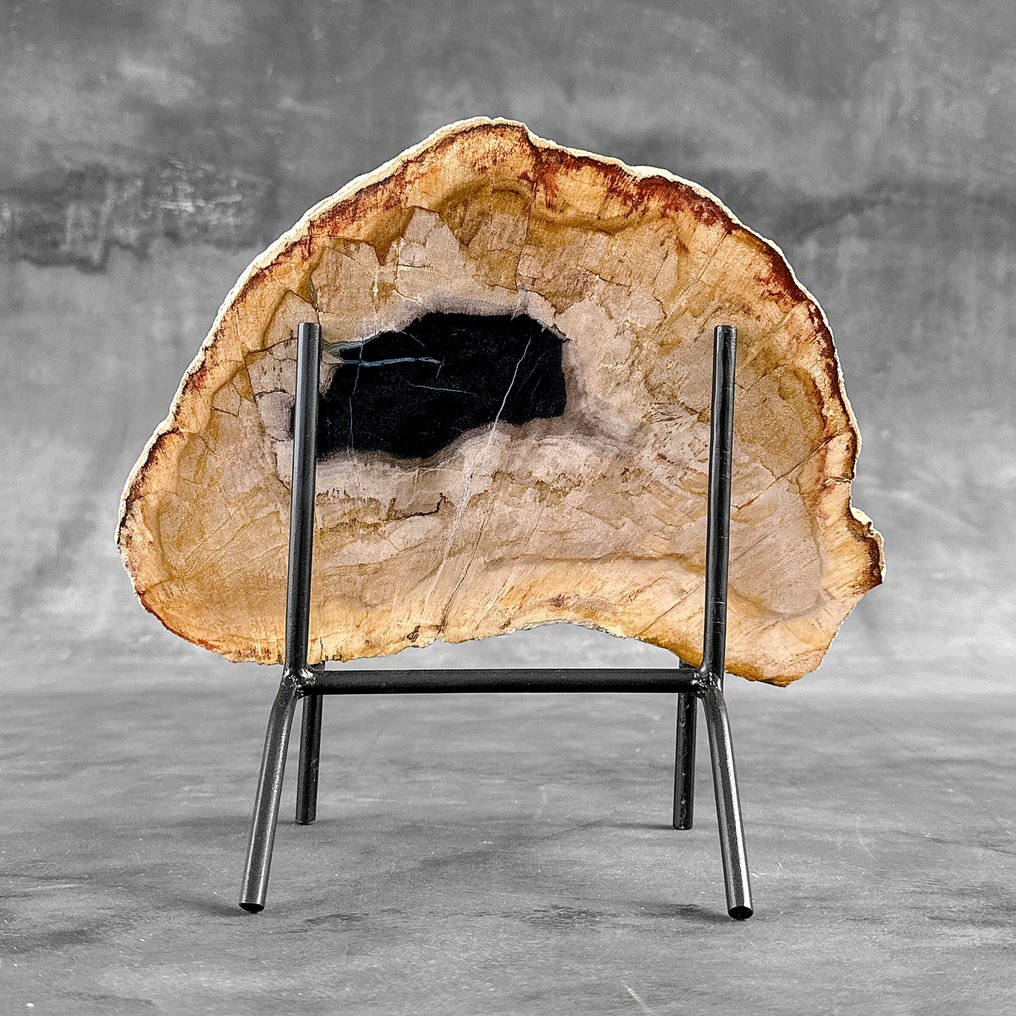 Belle tranche de bois pétrifié sur un support personnalisé. - Bois fossilisé - 25.2 cm - 28 cm (Sans Prix de Réserve) #1.0