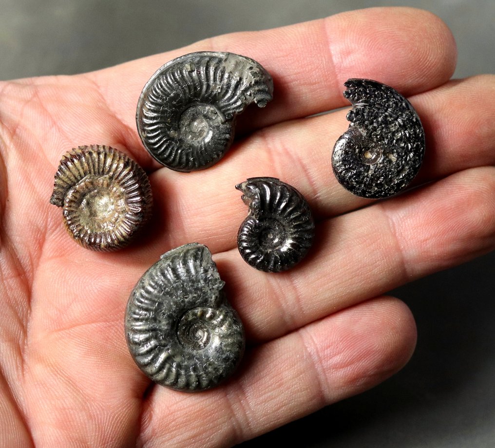 经典法国地点：Thorigné - 一批精美的菊石 - 动物化石  (没有保留价) #1.0