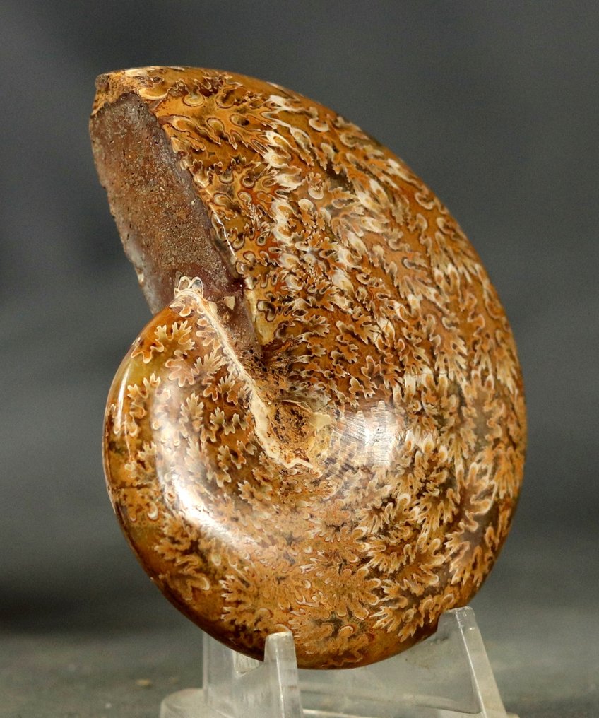 Fremragende ammonitt - Fossile dyr - Phylloceras heterophyllum (Ingen reservasjonspris) #3.2