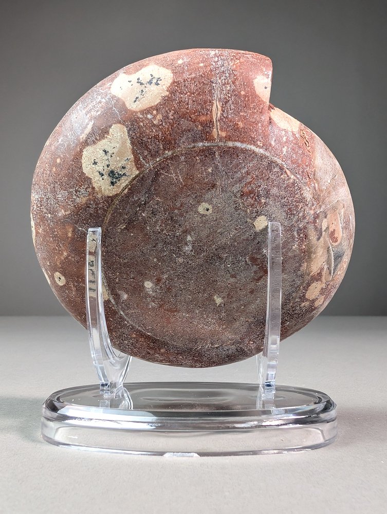 Sectioned Ammoite Metalegoceras - Fossilised shell - Paralegoceras sundaicum - 11.9 cm - 11.7 cm  (No Reserve Price) #4.3