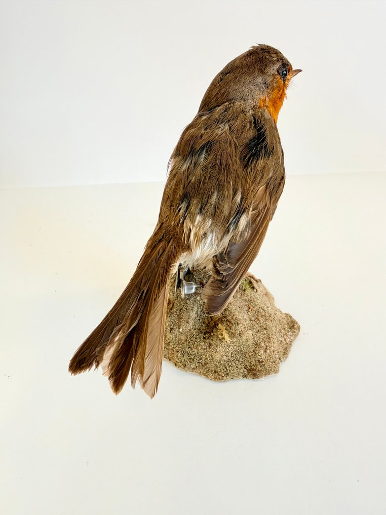 Ευρωπαϊκός Κότσυφας Βάση ταρίχευσης ολόκληρου σώματος - Erithacus rubecula - 12 cm - 13 cm - 9 cm #4.3