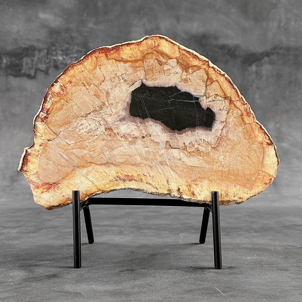 Belle tranche de bois pétrifié sur un support personnalisé. - Bois fossilisé - 25.2 cm - 28 cm (Sans Prix de Réserve) #2.1