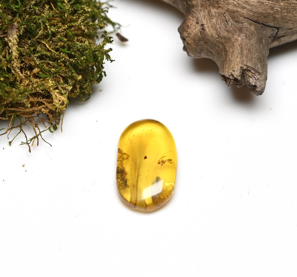 Burmesisk bärnsten - Fossil cabochon - with Detailed Hymenoptera (Wasp) with liverworts botanical, fossil insect inclusion (Utan reservationspris) #1.0