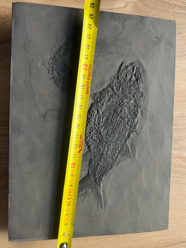 Fossilised animal - Asialepidotus shingyiensis - 23.6 cm - 17.5 cm #1.0
