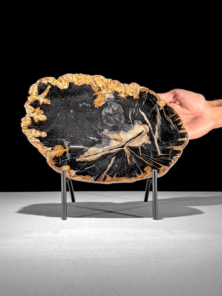 Stunning Slice of Petrified Wood on a custom stand - Fossilised wood - 24 cm - 27.7 cm (No Reserve Price) #1.0