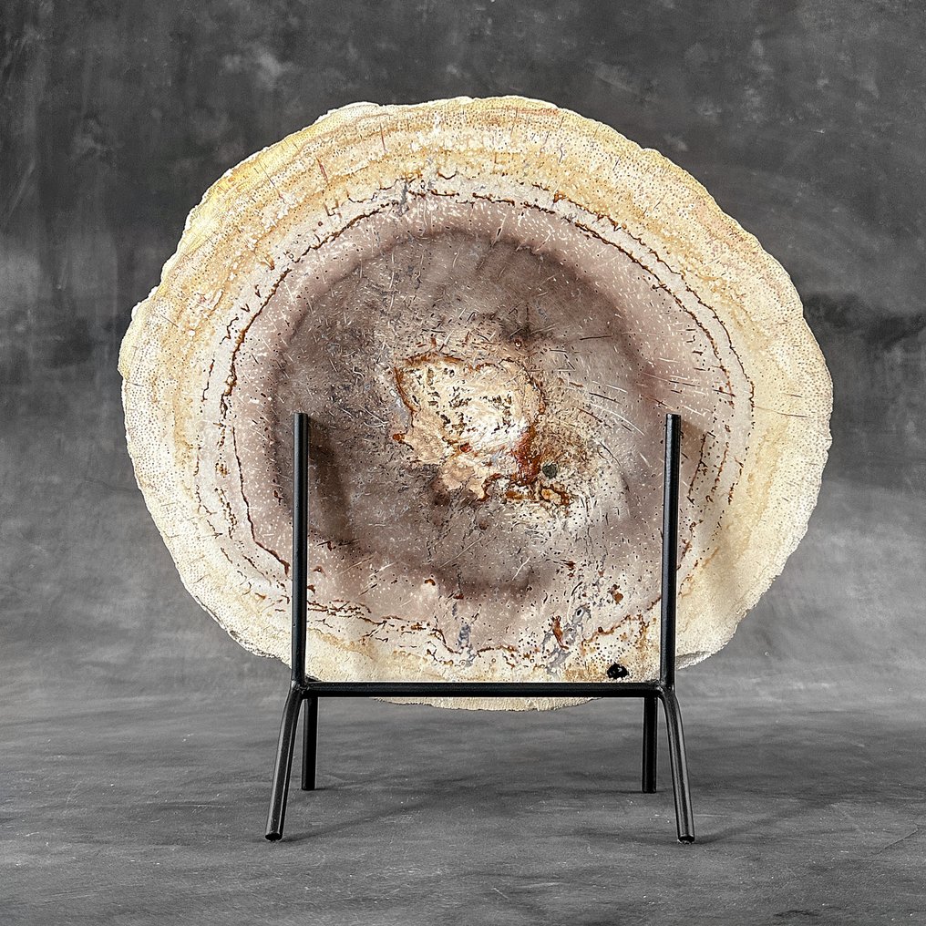 C - Stunning Large Petrified Palm Root slice on a custom stand - Fossilised wood - Palma Fossile - 37 cm - 38 cm  (No Reserve Price) #1.0