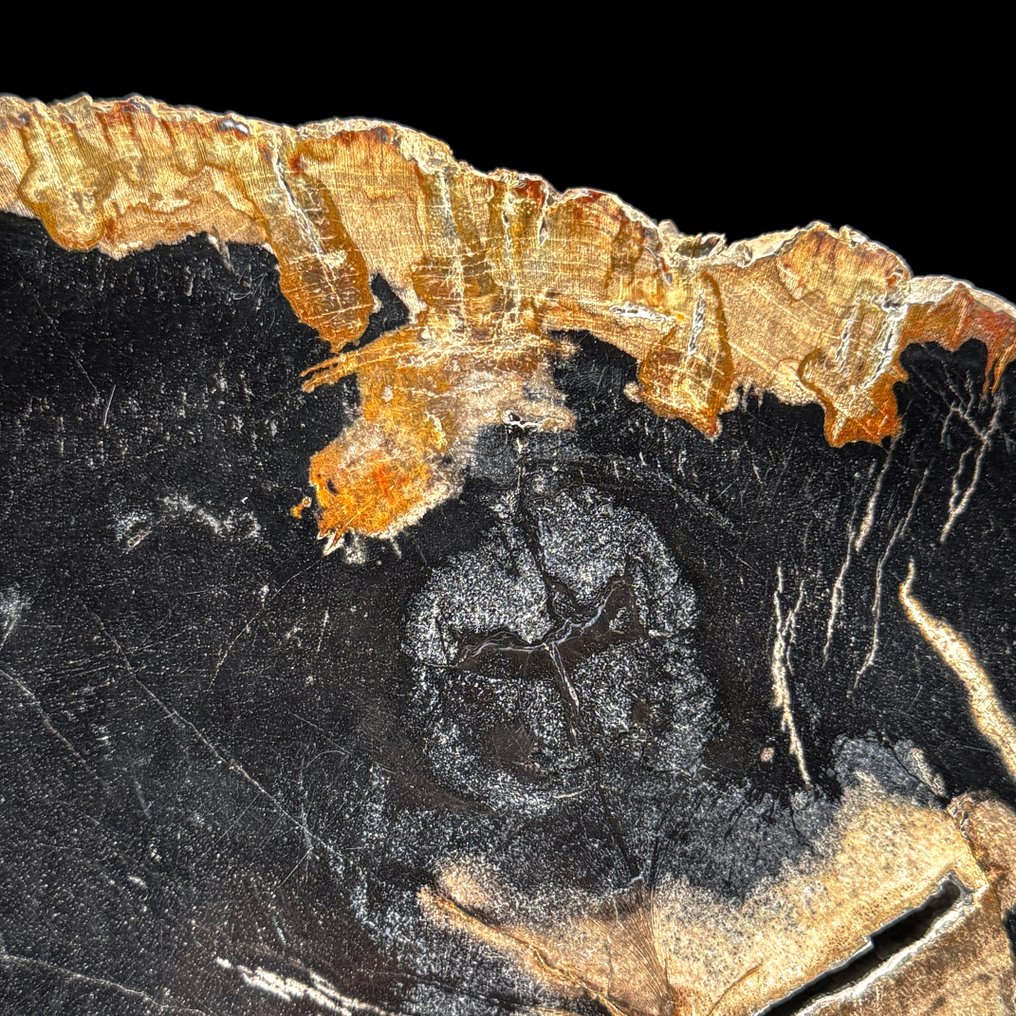 Stunning Slice of Petrified Wood on a custom stand - Fossilised wood - 24 cm - 27.7 cm (No Reserve Price) #4.3