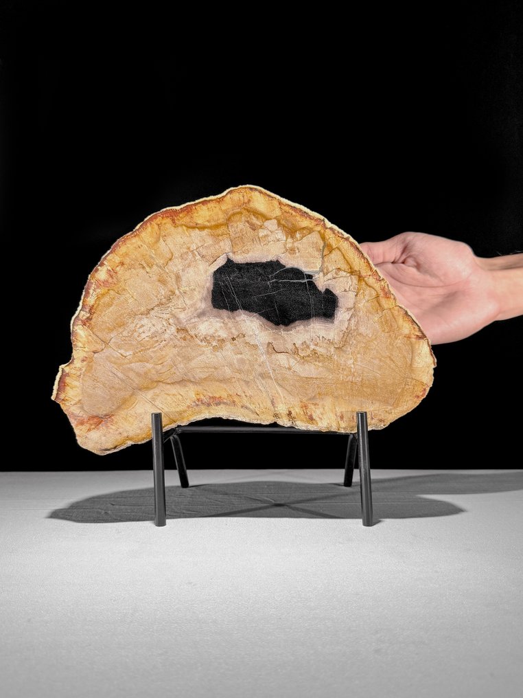 Belle tranche de bois pétrifié sur un support personnalisé. - Bois fossilisé - 25.2 cm - 28 cm (Sans Prix de Réserve) #1.0