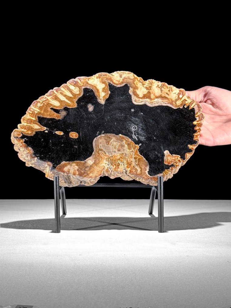 令人惊叹的化石木片,放置在定制底座上。 - 化石木材 (没有保留价) #1.0