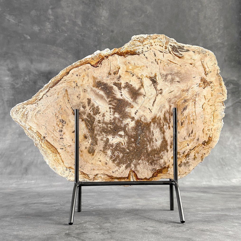 奇妙的化石木切片，配有定制底座 - 化石木材  (没有保留价) #1.0