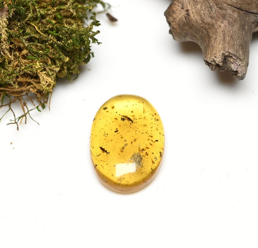 缅甸琥珀 - 光滑化石 - with Detailed Hymenoptera (Wasp) with Rove Beetle, fossil insect inclusion (没有保留价) #3.2