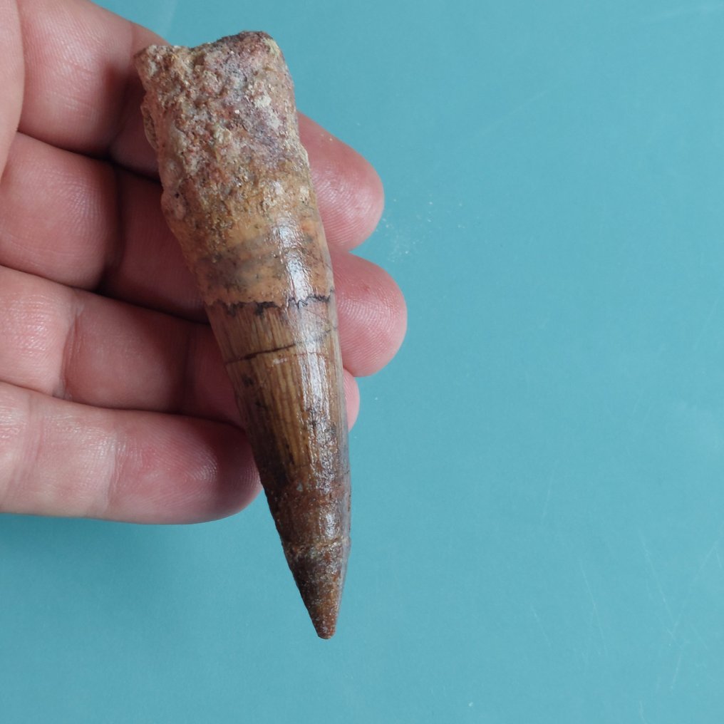 Dinosaur - Fossil tooth - Spinosaurus aegyptiacus - 98 mm - 23 mm #1.0