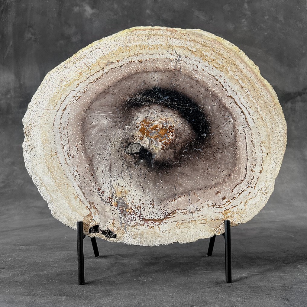 C - Stunning Large Petrified Palm Root slice on a custom stand - Fossilised wood - Palma Fossile - 37 cm - 38 cm  (No Reserve Price) #2.1