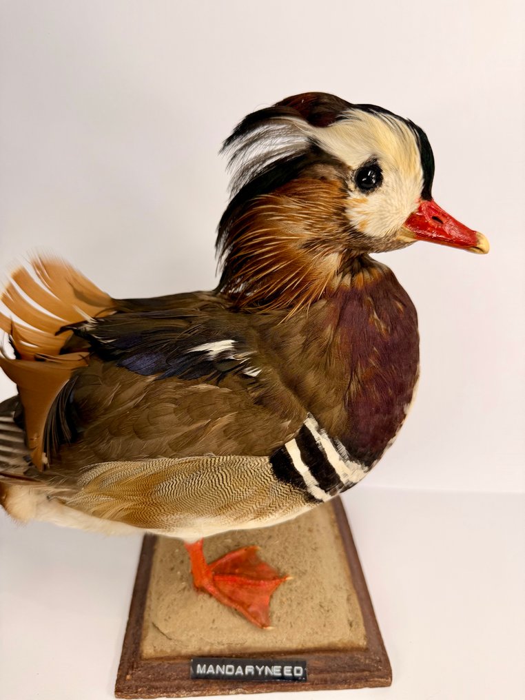 Πάπια Μανταρίνι Βάση ταρίχευσης ολόκληρου σώματος - Aix galericulata - 28 cm - 33 cm - 14.5 cm #1.0