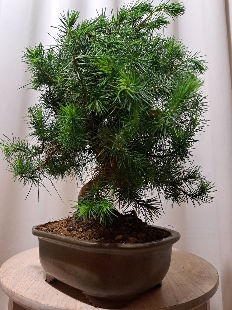 Pine bonsai (Pinus) - Height (Tree): 33 cm - Depth (Tree): 25 cm - Netherlands #3.2