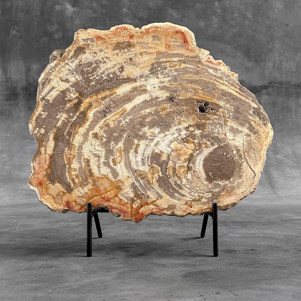 Sorprendente grande fetta di legno pietrificato su un supporto personalizzato. - Legno fossile (Senza Prezzo di Riserva) #2.1