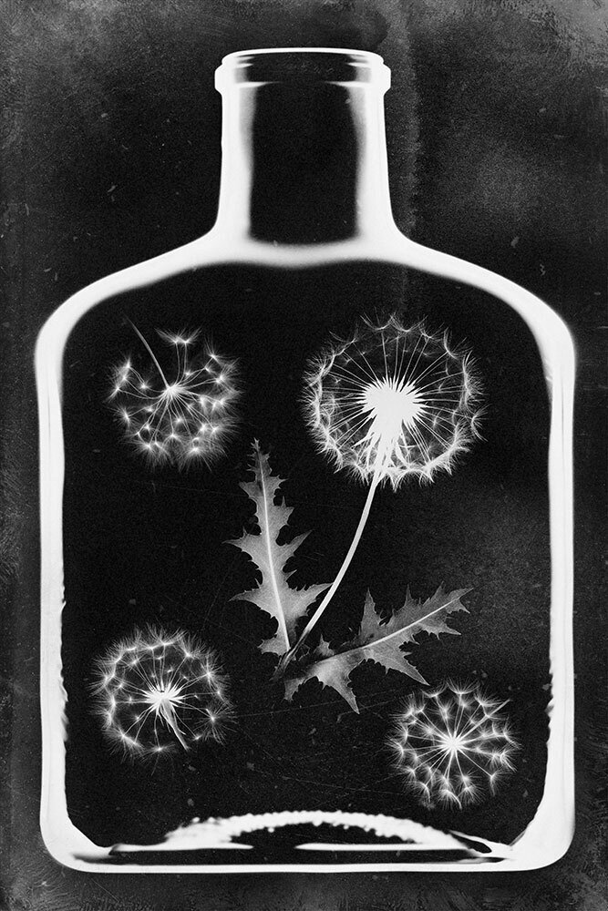 Arnold Mariashin - Photogram 101 - XL - No reserve #1.0