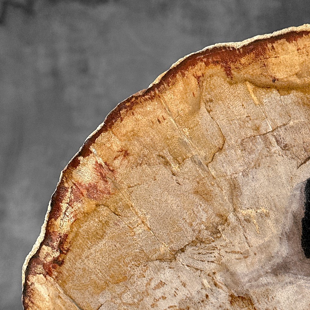 Belle tranche de bois pétrifié sur un support personnalisé. - Bois fossilisé - 25.2 cm - 28 cm (Sans Prix de Réserve) #3.2