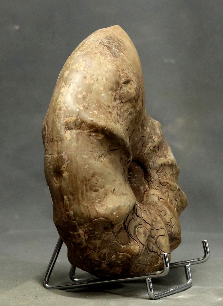 Outstanding triasic ammonite - Fossilised animal - Ceratites nodosus - 19 cm #4.3