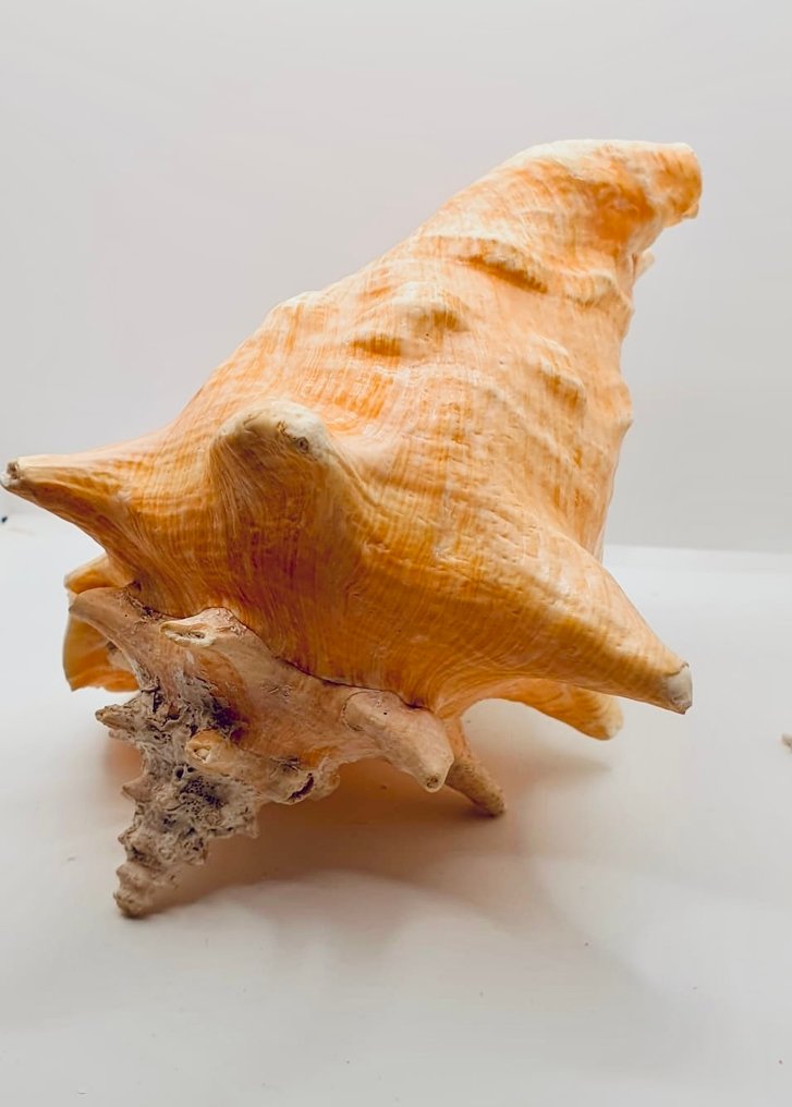 Shells Sea shell - CHARONIA TRITONIS et LAMBIS #4.3